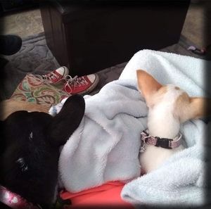 Meet your Posher, Martina